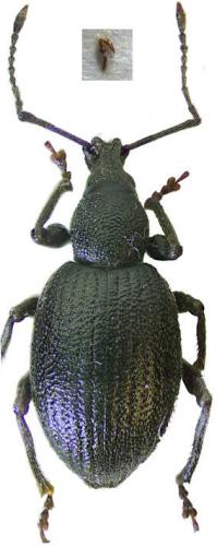 Réf. 344 326 : Otiorhynchus meridionalis